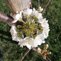 Tale češnja bo zelo zgodnja. Avtor fotografije, ki je tudi ljubiteljski sadjar, je fotografijo češnjevih cvetov, posneto pred nekaj dnevi, poimenoval